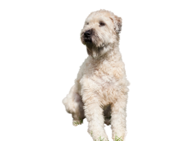 Soft Coated Wheaten Terrier, razze cani, razze cani taglia media
