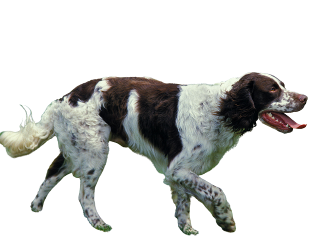 Spaniel Francese, razze cani, razze cani taglia media