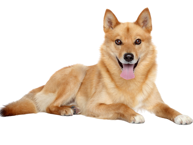 Spitz Finnico, razze cani, razze cani taglia media
