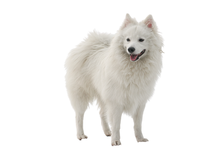 Spitz Giapponese