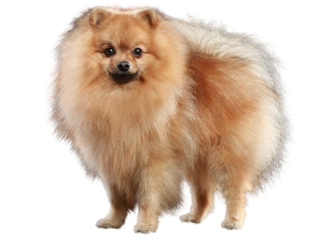 Spitz Tedesco, razze cani, razze cani taglia media