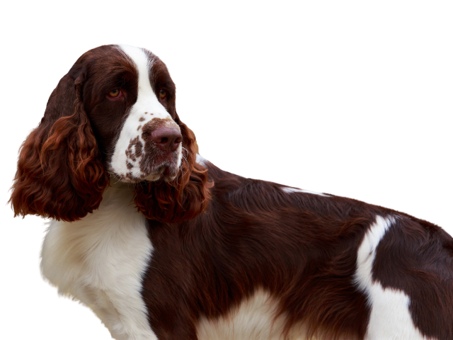 Springer Spaniel Inglese, razze cani, razze cani taglia media