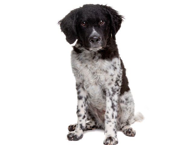 Stabyhoun - Stabij, razze cani, razze cani taglia media