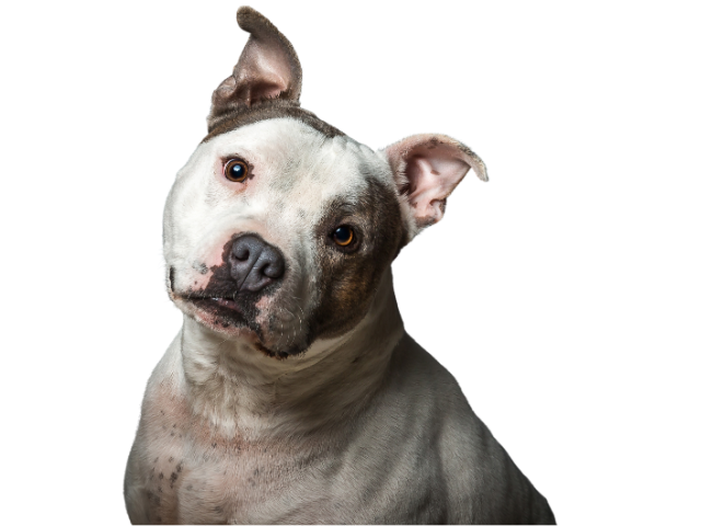Staffordshire Bull Terrier, razze cani, razze cani taglia media