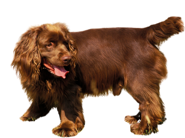 Sussex Spaniel, razze cani, razze cani taglia media