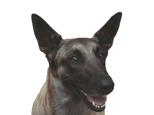 Taiwan Dog, razze cani, razze cani taglia media