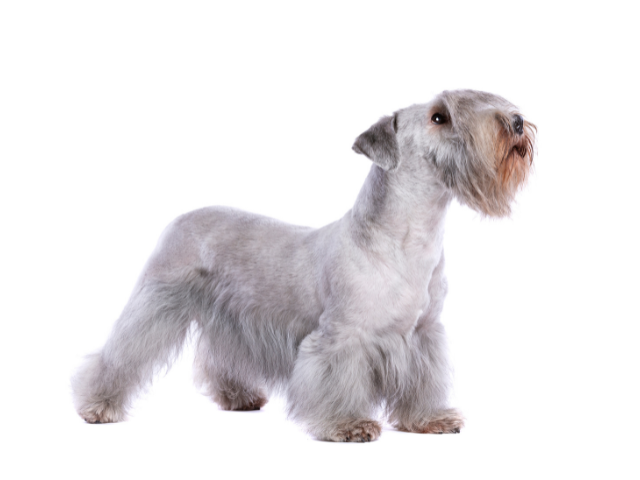 Terrier Boemo