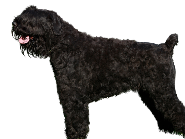 Terrier Nero Russo,razze di cani grandi, razze di cani grande taglia, Razze di cani di taglia grande