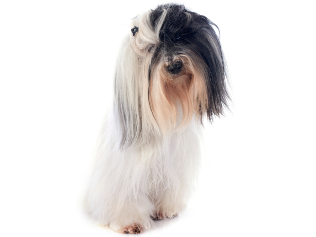 Tibetan Terrier, razze cani, razze cani taglia media