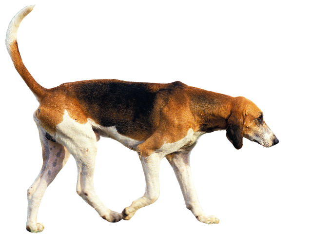 Tricolore Francese,razze di cani grandi, razze di cani grande taglia, Razze di cani di taglia grande