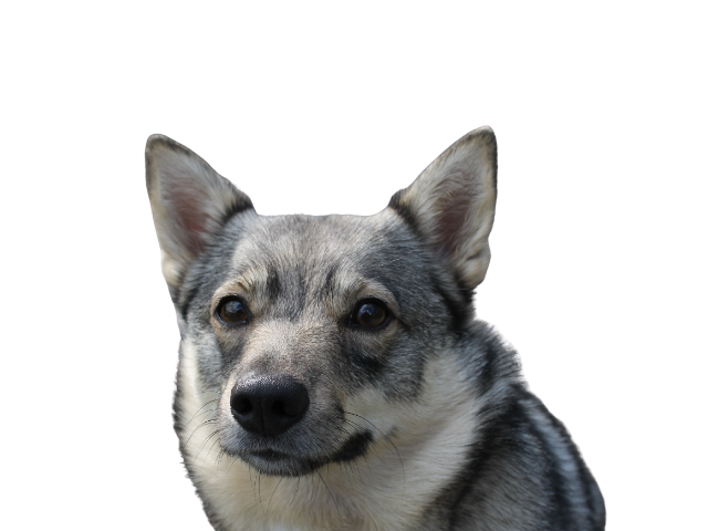 Västgötaspets