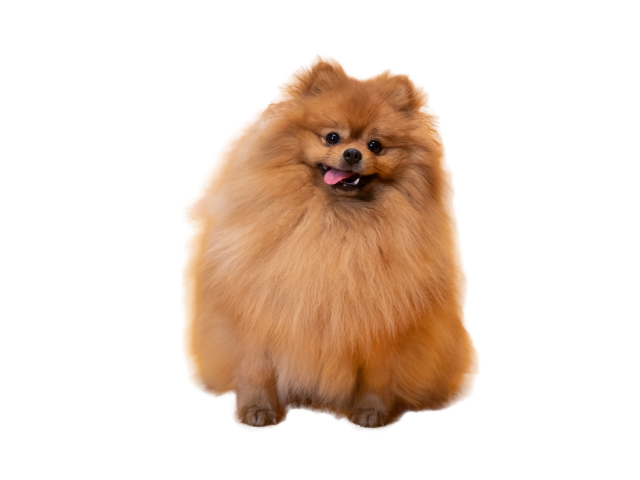 Volpino di Pomeranian