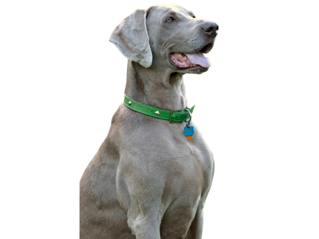 Weimaraner,razze di cani grandi, razze di cani grande taglia, Razze di cani di taglia grande