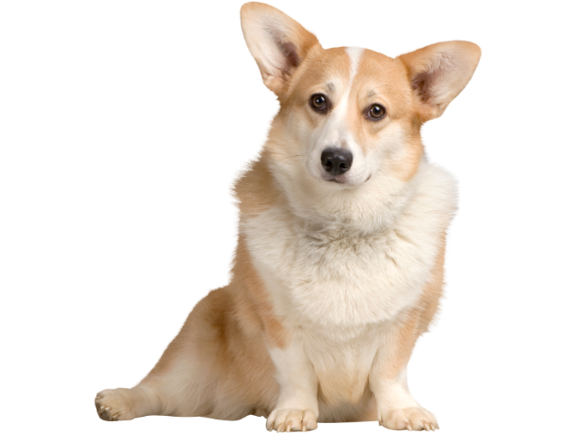Welsh Corgi Cardigan, razze cani, razze cani taglia media