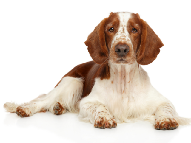 Welsh Springer Spaniel, razze cani, razze cani taglia media