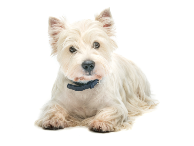 West Highland White Terrier