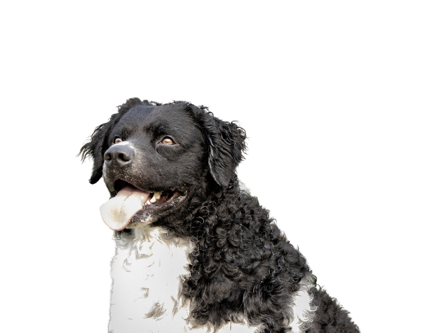 Wetterhoun,razze di cani grandi, razze di cani grande taglia, Razze di cani di taglia grande