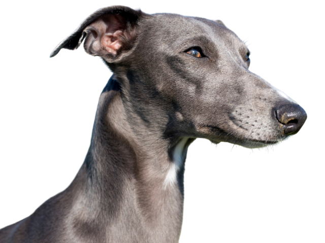 Whippet, razze cani, razze cani taglia media