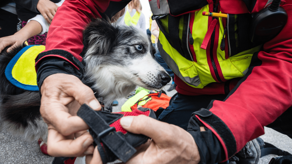 Cani eroi, cani search and rescue, Cani Antidroga, Cani Anticontrabbando/Antiterrorismo, Cani Anti-Valuta (Cash-dog), Cani da Valanga, Cani da Ricerca e Soccorso, Cani da Salvataggio in Acqua, Cani da Pet Therapy, Cani Guida per Non Vedenti