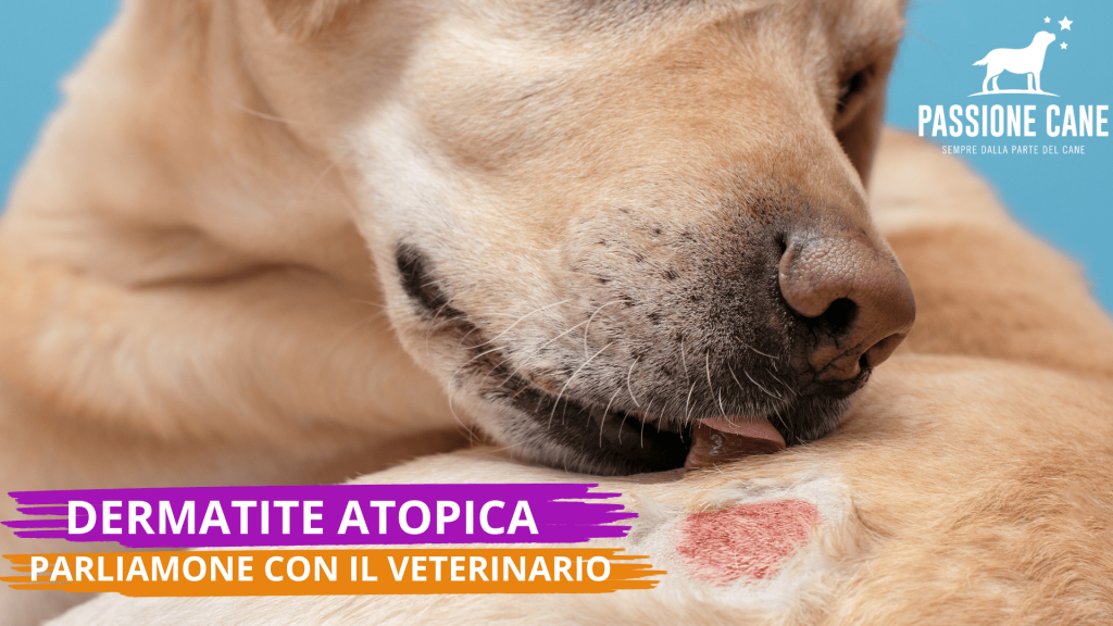 dermatite atopica cane immagini, dermatite atopica cane rimedi,