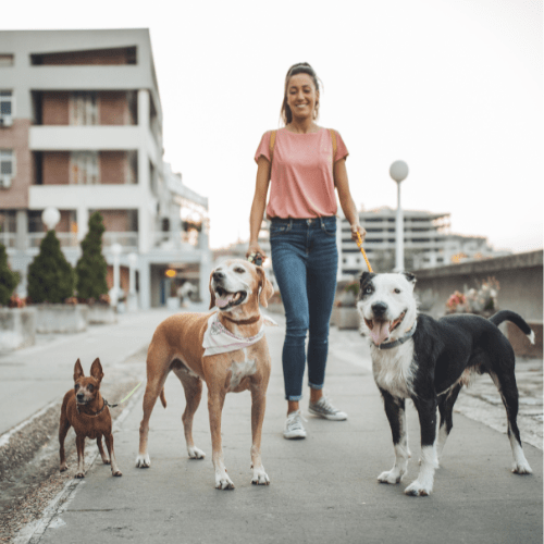 Dog Sitter, Dog Sitting, dog sitting diurno, dog sitting a domicilio, passeggiata dog sitter, diventa dog sitter