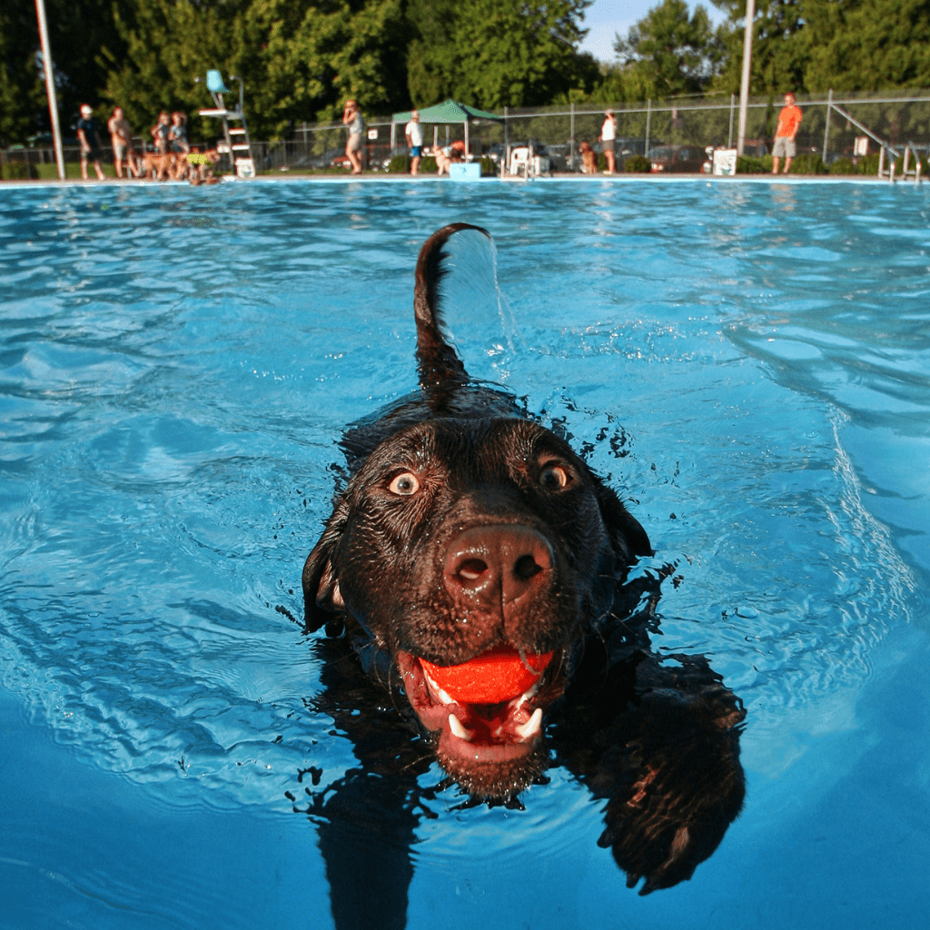 Pisina per cani vicino a me, piscina per cani roma, piscina per cani milano, piscina per cani e padroni