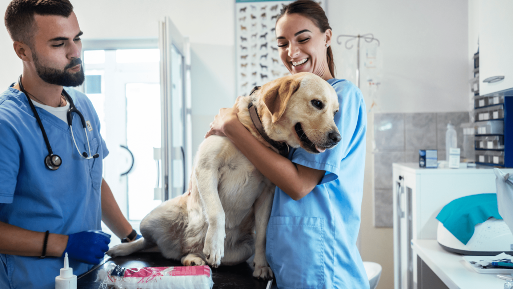 veterinari vicino a me, veterinario, veterinario aperto 24 ore su 24 vicino a me, veterinari asl, veterinario comportamentista, malattie del cane