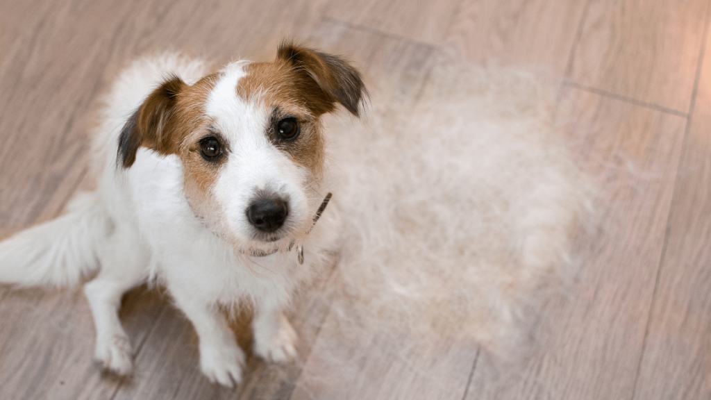 muta del pelo del cane quanto dura,