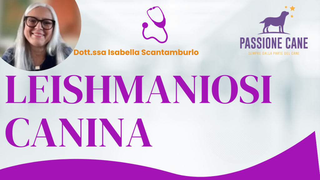 Leishmaniosi canina, leishmaniosi cane, leishmaniosi animale, leishmaniosi cane sintomi, leishmaniosi uomo