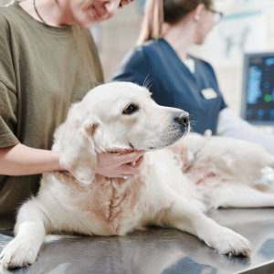 veterinari vicino a me, veterinario, veterinario aperto 24 ore su 24 vicino a me, veterinari asl, veterinario comportamentista, malattie del cane