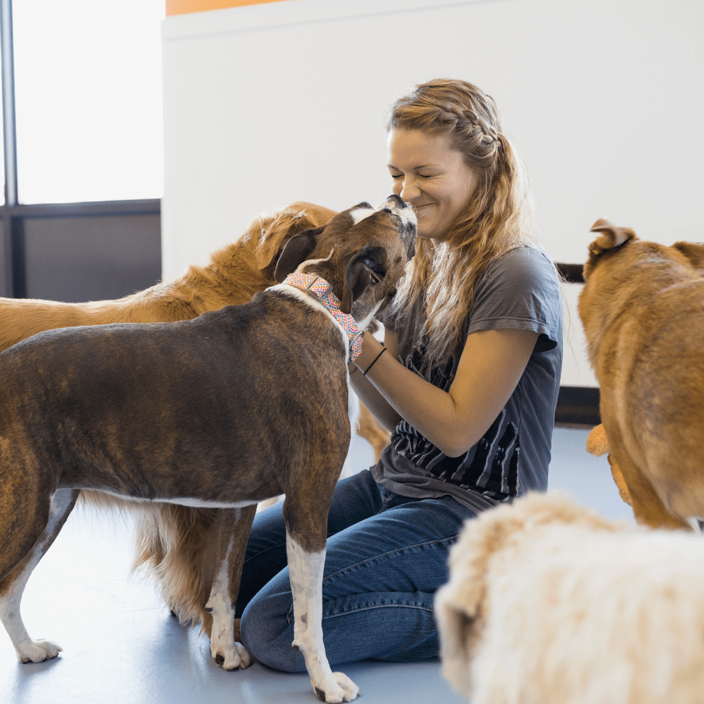 Pensione Per Cani, Pensione per cani senza gabbie, pensione per cani vicino a me, pensione per cani a roma, pensione per cani a milano, pensione per cani prezzi, pensione per cani torino,