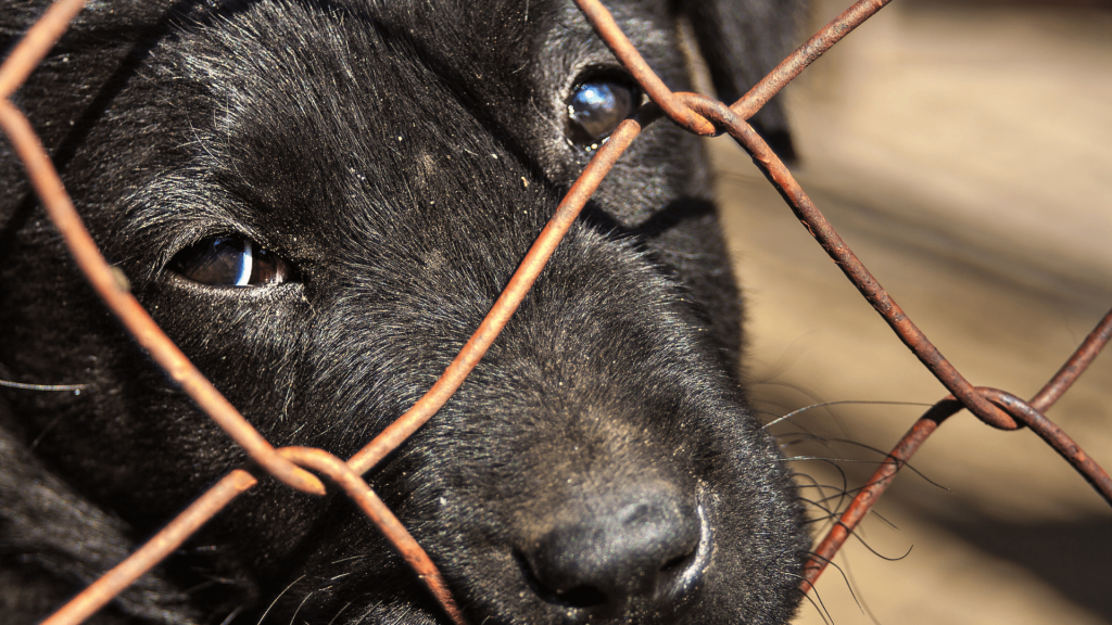 adozione cane taglia piccola adozione cane roma adozione cane piccola taglia adozione cane roma adozione cane taglia piccola adozione cane di piccola taglia adozione cane milano adozione cane fvg Guida Adozione Consapevole Cane