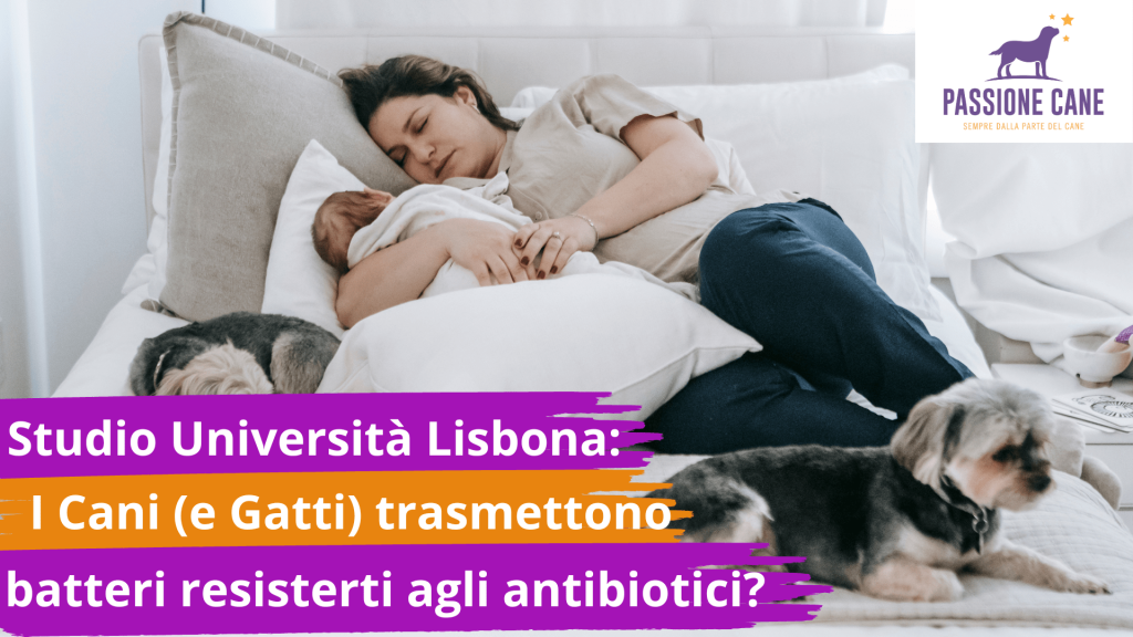 I cani trasmettono batteri agli umani, antibiotico resistenza