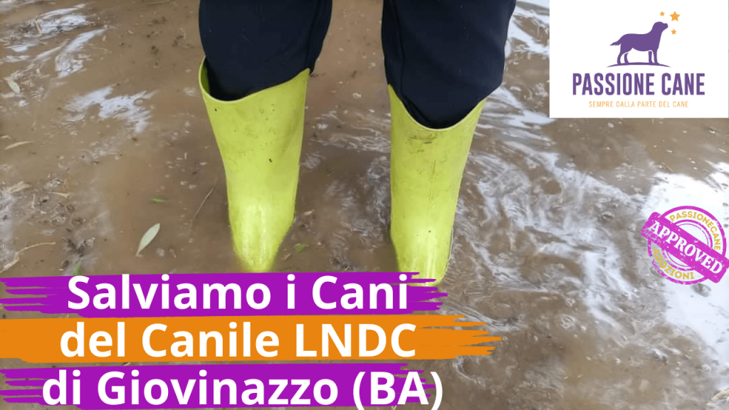 Salviamo il canile LNDC di Giovinazzo (Ba)