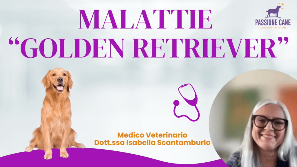 golden retriever, malattie golden retriever, patologie golden retriever