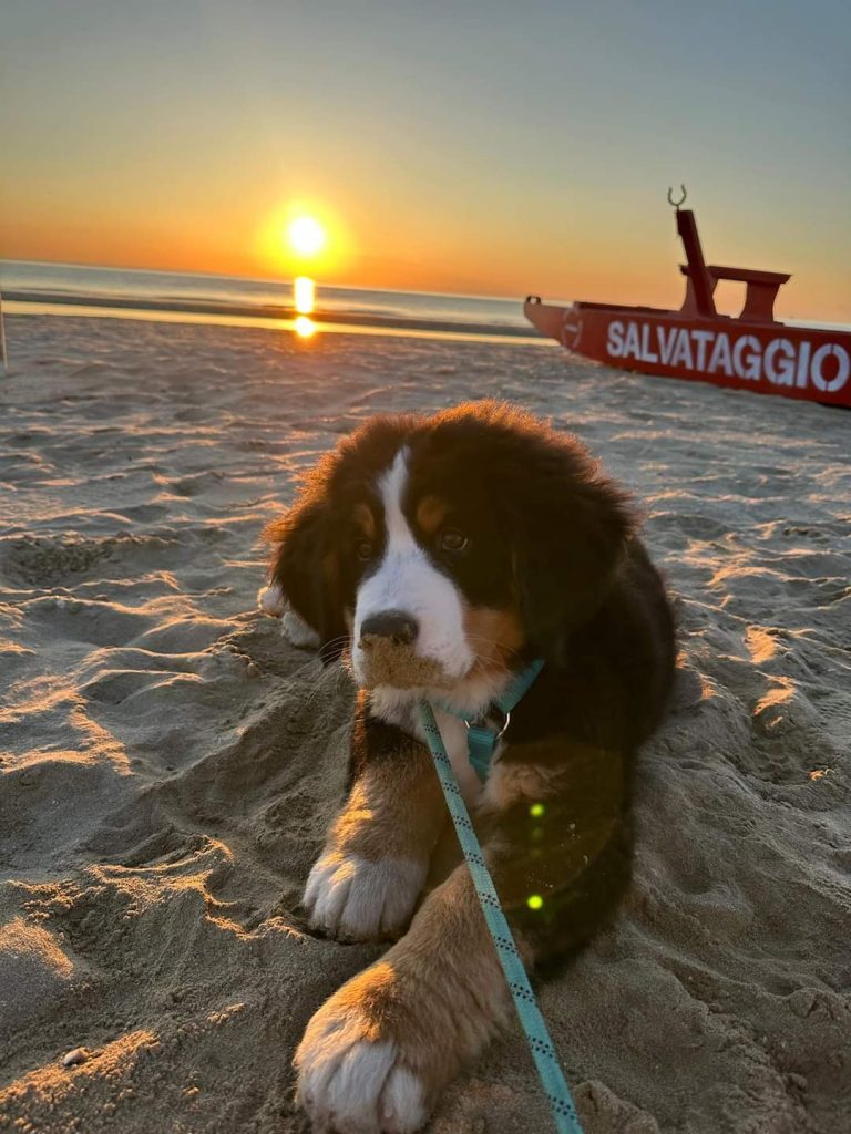 foto cane della settimana