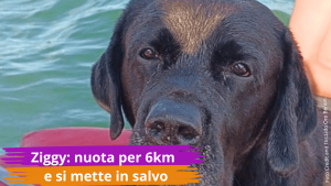 Ziggy nuota per 6km e s mette in salvo