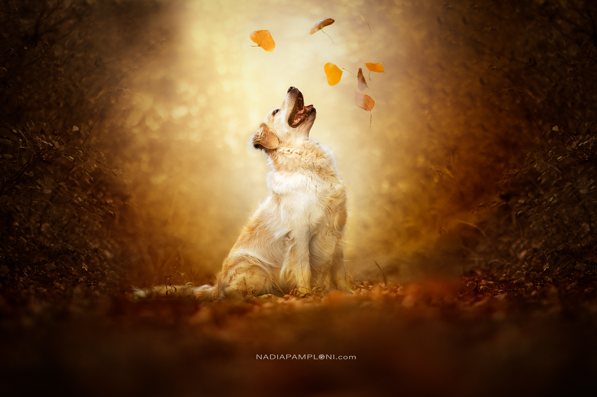 Audrey_foglie_1_72dpi_Srgb