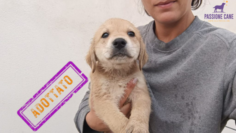CANE ADOTTATO