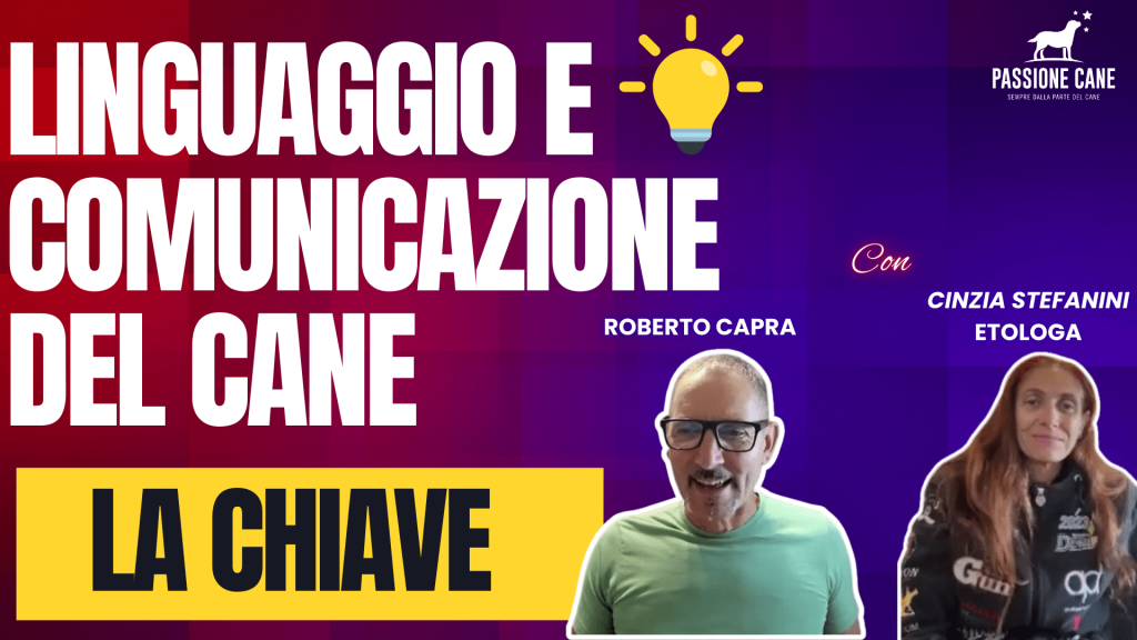 linguaggio del cane immagini, posizioni linguaggio del cane,