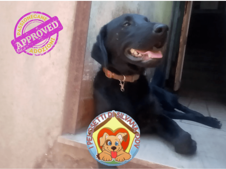 cane adottato