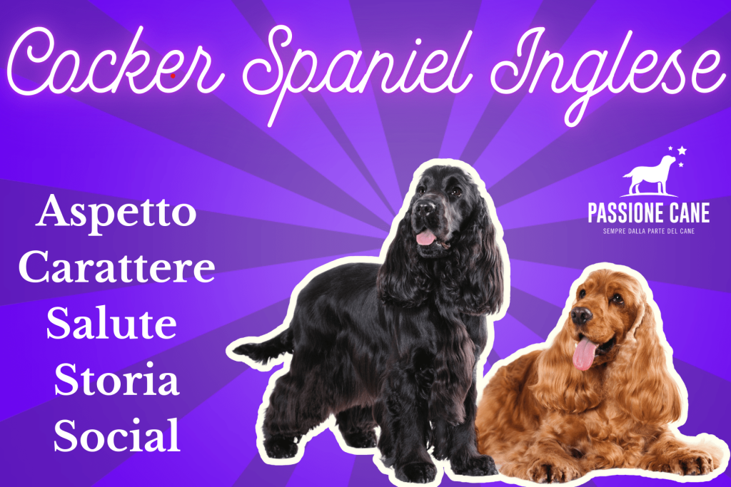 cocker spaniel inglese temperamento, cocker spaniel inglese colori, cocker spaniel inglese cuccioli, cocker spaniel inglese prezzo