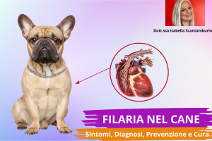 filaria per cani, filaria, filaria disease, pastiglie per cani contro pulci zecche e filaria