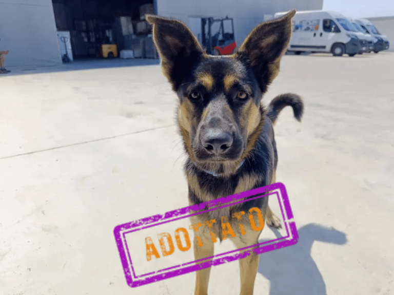 cane adottato