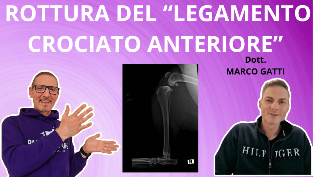 diagnosi, cura, sintomi della rottura del legamento crociato anteriore nel cane